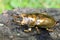 Golden stag beetle