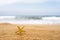 Golden starfish, star on sand beach with sea water background. Vacation concept.