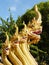 The Golden statue of Naga seven head,