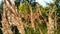 Golden stems are blown out in the wind. Natural background. Tall steppe grass with ears swaying in wind. Yellow fluffy herbs.