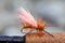 Golden Stonefly Dry Fly for Fishing