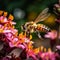 Golden-Striped Honeybee Pollinating Vibrant Garden
