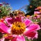 Golden-Striped Honeybee Pollinating Vibrant Garden