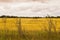 Golden stubble field near Glenburn, Saskatchewan, Canada