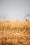 A golden stubble of mown wheat field against a blue sky, selective focus