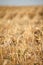 A golden stubble of mown wheat field against a blue sky, selective focus