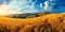 Golden Summer Splendor: Panoramic View of Ripe Wheat Fields, Spacious Hilly Landscape, and Blue Sky on Warm Rural Day