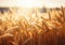 Golden Sun Backlit Rye Harvest Field: A Captivating Stock Image Ideal for Agriculture and Nature Themes