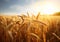 Golden Sun Backlit Rye Harvest Field: A Captivating Stock Image Ideal for Agriculture and Nature Themes