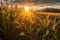golden sun rays illuminating cornfield rows