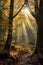 golden sun rays peeking through a misty forest