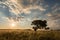 The golden sun setting behind an acacia tree with moody clouds in the sky