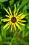 A golden sunflower with a blurred background of green leaves on a sunny summer day. Life, hope, happiness, work, love, well-being