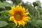 Golden sunflower in full bloom