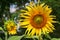 Golden sunflower invites pollinators and humans