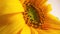 Golden Sunflower off Center