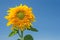 Golden sunflower under blue sky