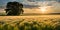 Golden sunlight bathing a serene landscape