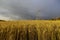 Golden sunlit field of grain and sky with dark rain clouds.