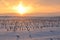 Golden sunrise casting long shadows in a snowy field of cut corn stalks