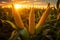 Golden Sunrise in a Corn Plantation. AI