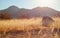 Golden Sunrise Desert Mountain Meadow Background