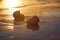 Golden sunrise and nautilus shells in the sea