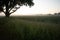 Golden Sunrise: Serene Wheat Field in the Countryside