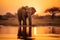 Golden sunset with amazing African Elephant drinking water on a pond in Savanna