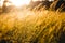 Golden sunset behind corn field