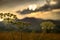 Golden sunset in carpathian mountains - beautiful summer landscape, wildflowers closeup, dark cloudy sky and bright sun light