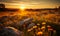 Golden sunset illuminating a wild meadow with rocks and wildflowers a serene rural landscape scene