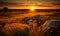 Golden sunset illuminating a wild meadow with rocks and wildflowers a serene rural landscape scene