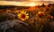 Golden sunset illuminating a wild meadow with rocks and wildflowers a serene rural landscape scene