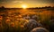 Golden sunset illuminating a wild meadow with rocks and wildflowers a serene rural landscape scene