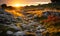 Golden sunset illuminating a wild meadow with rocks and wildflowers a serene rural landscape scene