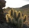 Golden sunset light illuminates cholla cactus in Saguaro National Park