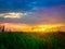 Golden sunset light pushes through green grass under bluish cloudy sky with warm yellow tones