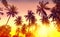 Golden sunset, nature background with palms