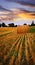 Golden sunset over farm field