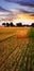 Golden sunset over farm field