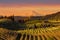 Golden Sunset over Hood River Pear Orchard in Oregon springtime