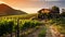 Golden Sunset Over a Serene European Vineyard