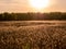 Golden Sunset and reed grass