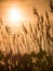 Golden Sunset and reed grass