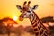 Golden sunset. Serene giraffe gracefully roaming the vast african savanna, amongst diverse wildlife