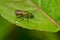 Golden Sweat Bee - Augochlorella aurata