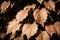 Golden Symphony Captivating Close up of Autumn Leaves.AI Generated