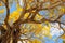 Golden tabebuia tree in bloom & blue sky