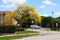 Golden tabebuia tree in full bloom